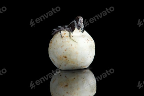 Preview: Corn snake hatching from an egg in captivity reflected on a black background