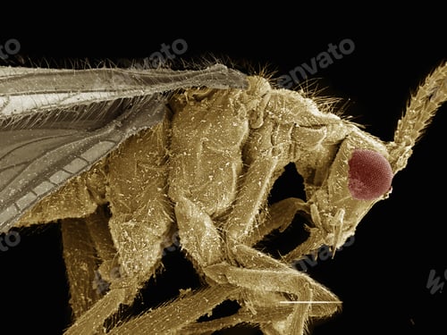 Preview: Scanning electron micrograph of a brown lacewing (Neuroptera: Hemerobiidae)