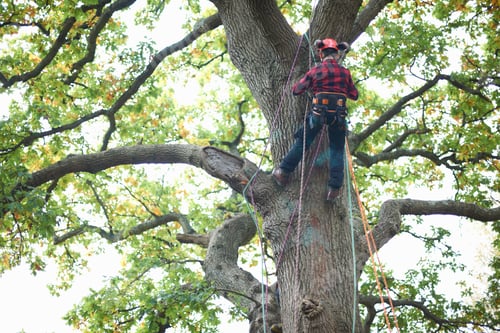 Preview: Rear view of trainee teenage male tree surgeon climbing up tree trunk