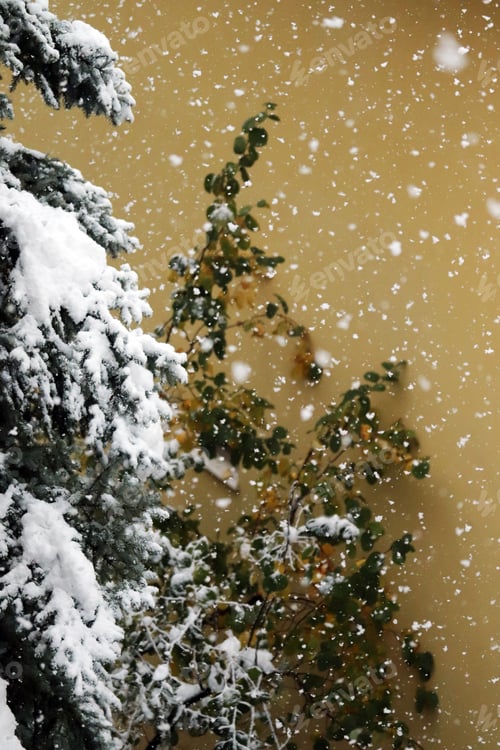 Preview: Snow on the pine tree. Nature winter natural background