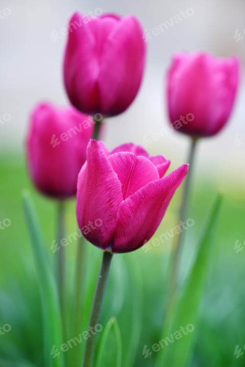 Preview: Pink tulips in the spring garden