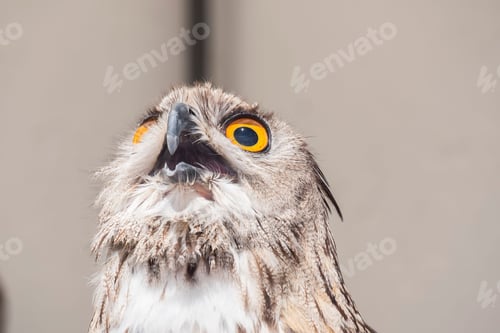 Preview: close up photo of a owl in front of the camera