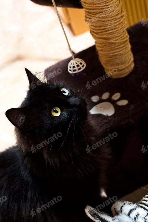 Preview: Black cat playing with his toys.