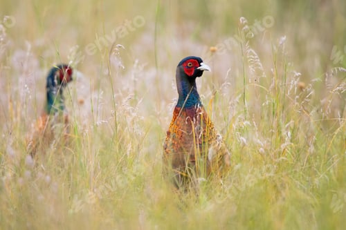 Preview: Pair of common pheasant hiding in long grass in summer