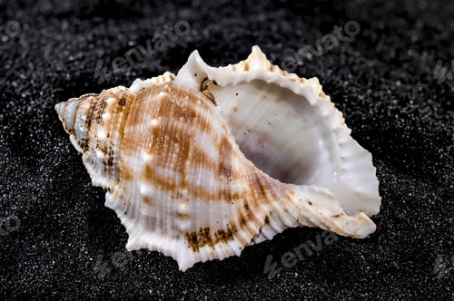 Preview: Bursa Spinosa Seashell on a black sand background