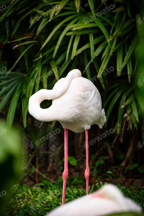 Preview: white flamingo family living in nature