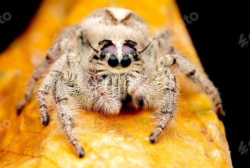 Preview: Adorable Jumping Spider on a Yellow Surface