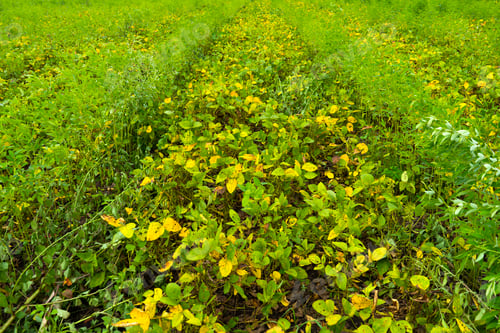 Preview: Green soybean field in India.