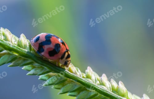 Preview: Lady bug, golden beetle insect on green grass