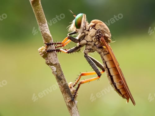 Preview: Robberfly