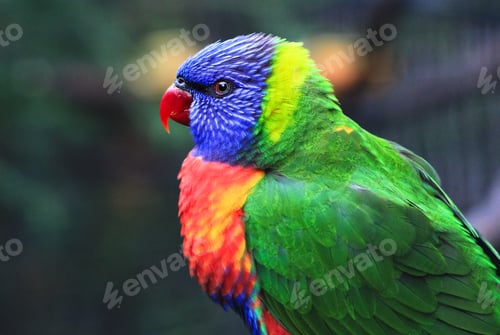 Preview: Rainbow Lorikeet Up Close in Australia