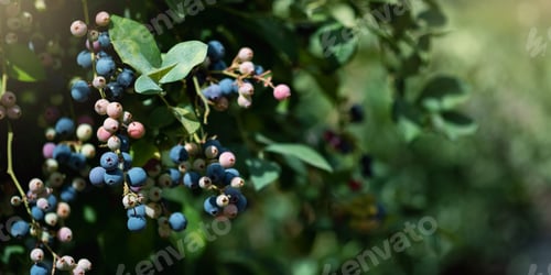 Preview: Ripe blueberries are ready for collection, close-up. Fresh organic blueberries on the Bush. Bright
