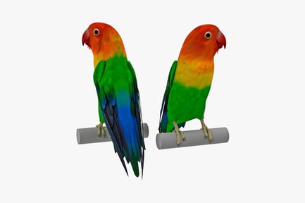 Preview: Lovebirds on a perch