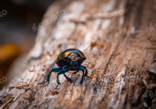Preview: Closeup of a beetle on a tree trunk