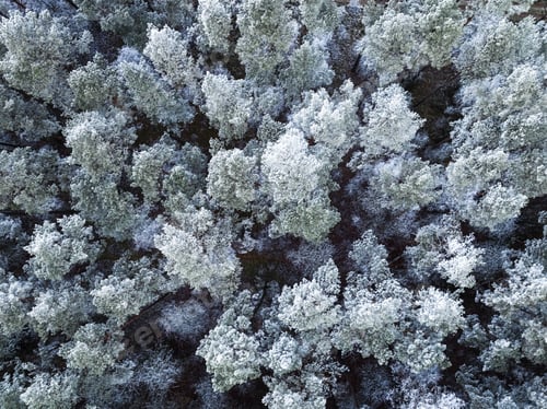 Preview: Frozen forest covered with rime and snow in winter, Poland.