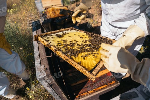 Preview: Beekeepers working to collect honey. Organic beekeeping concept.