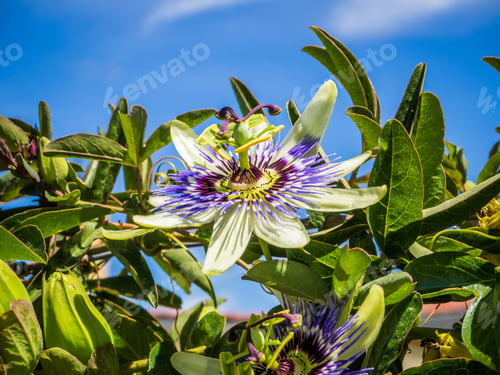 Preview: Beautiful purple-petaled passionflower with green leaves