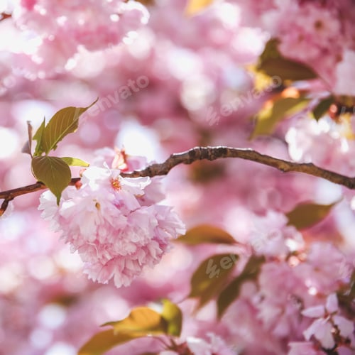 Preview: Spring blossom branch on pink blooming tree. Beautiful nature scene with flowers on tree and sun