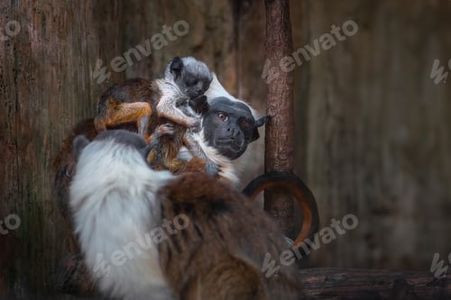Preview: Pied Tamarin monkey mother and babies (Saguinus bicolor)
