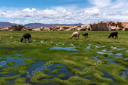 Preview: Some llamas grazing in the altiplano