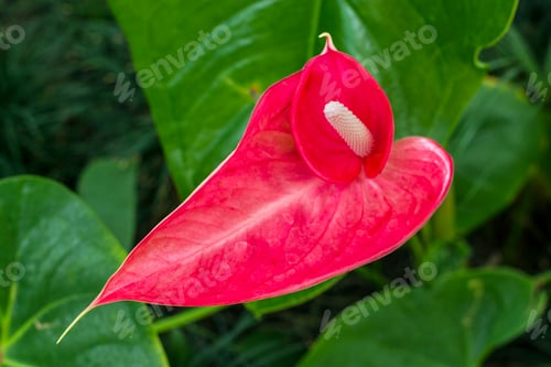 Preview: Close up of Red Anthurium Flower with Green Leaves