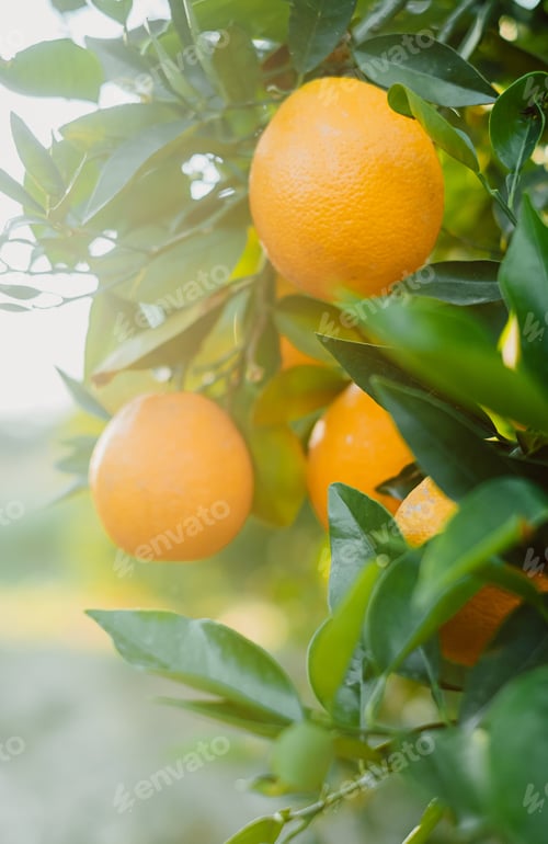 Preview: season of orange oranges. autumn harvest on the farm.