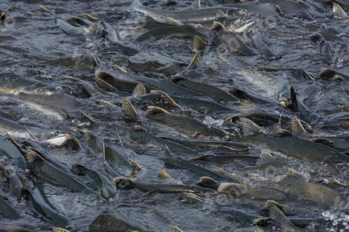 Preview: Spawning salmon