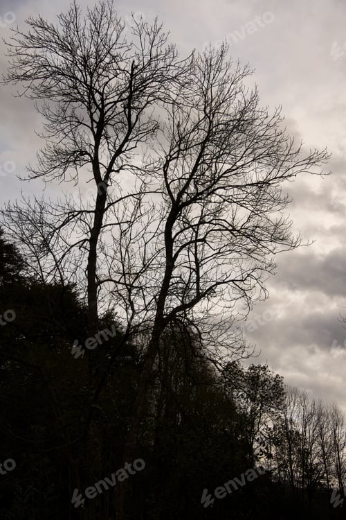 Preview: Mysterious abstract background. Leafless trees and gray clouds