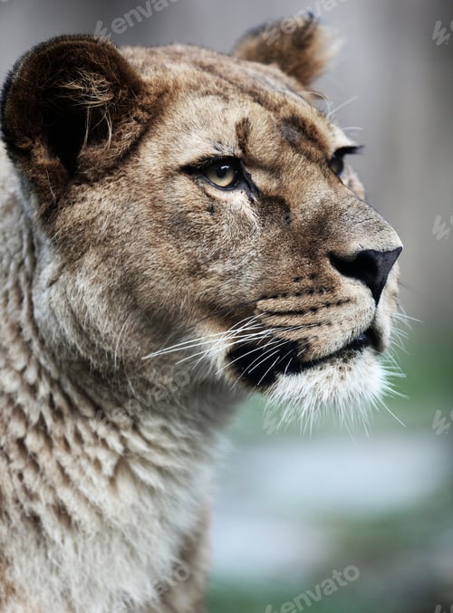 Preview: Close-up portrait of a majestic lioness (Panthera Leo) in nature
