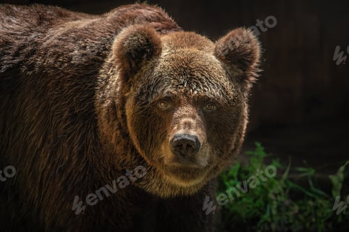 Preview: Brown Bear portrait (Ursus arctos) or Grizzly Bear