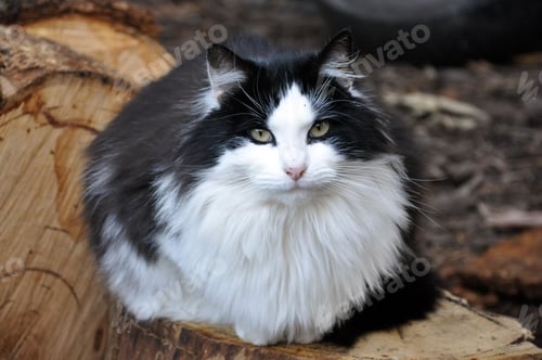 Preview: a cat sitting on top of a log in a garden