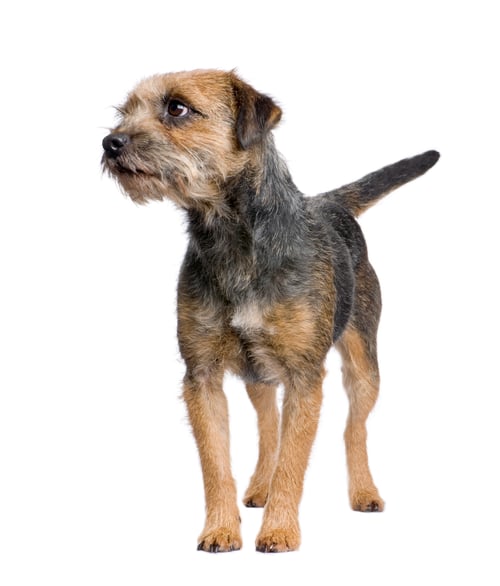 Preview: Border terrier