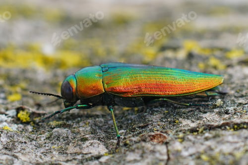 Preview: Closeup on a gorgeous metallic green to gold colored jewel beetl