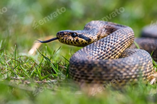 Preview: Close-up of blotched snake or Elaphe sauromates showing its tongue