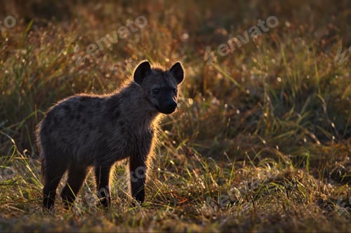 Preview: Closeup shot of a baby hyena on a field in Masai Mara, Kenya