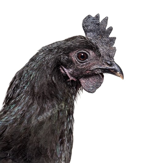 Preview: portrait of Ayam Cemani hen, isolated on white