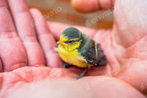 Preview: Closeup of a small, frightened tit has fallen out of its nest held in hands