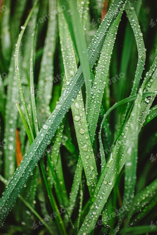 Preview: Fresh thick grass with dew drops