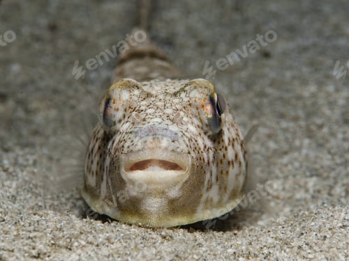 Preview: Puffer fish from Cyprus