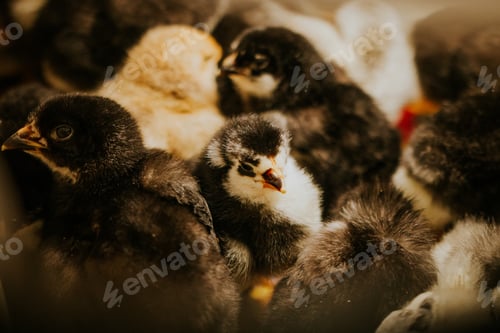 Preview: Baby chicks in the house