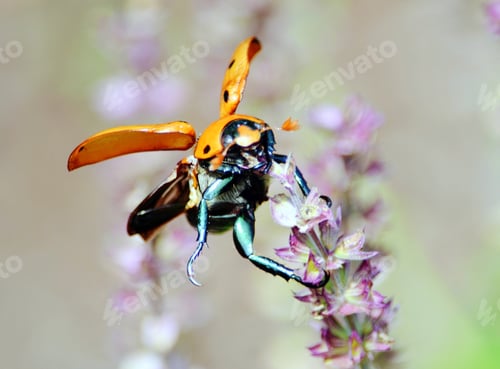 Preview: Close up nature of a grapevine beetle