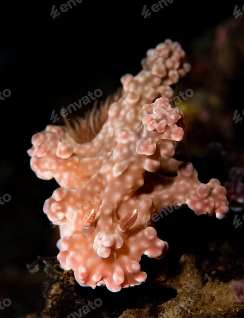 Preview: Picturesque underwater world, fish underwater photo