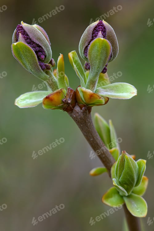 Preview: Macrophotography of a budding lilac, a spider is sitting on a leaf