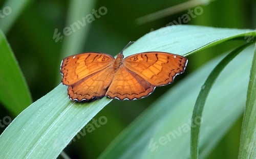 Preview: Close-up of a brown angled castor butterfly perched atop a leaf, surrounded by lush green grass