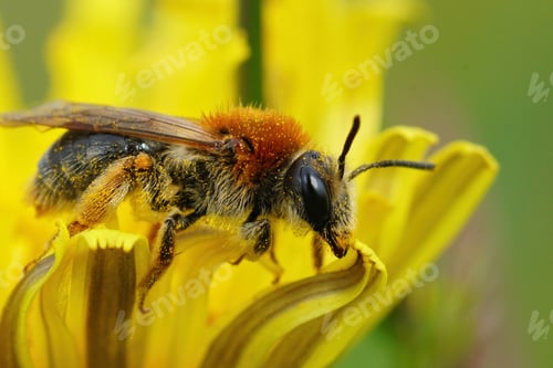 Preview: Closeup of a female Andrena haemorrhoa on yellow flower of dandelion, Taraxacum officinale