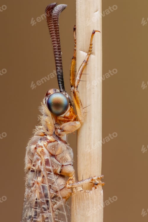 Preview: antlion