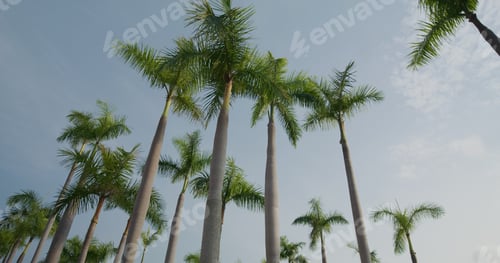 Preview: Palm tree with blue sky