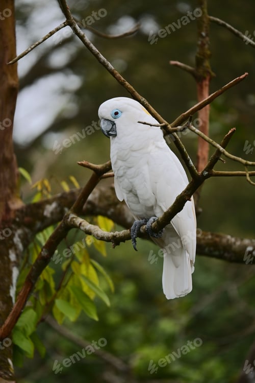 Preview: White cockatoo perched on a tree branch.