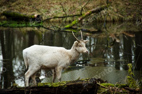 Preview: A portrait of a beautiful white deer in a forest
bull, species, beauty, cute, standing, wild park, g