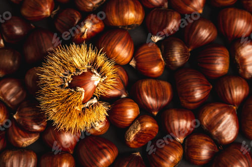 Preview: Ripe chestnuts close up. Raw Chestnuts for Christmas. Fresh sweet chestnut. Food background